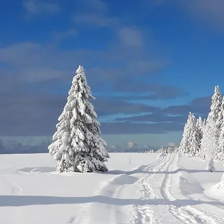 Vogelnescht19 Titisee-Neustadt