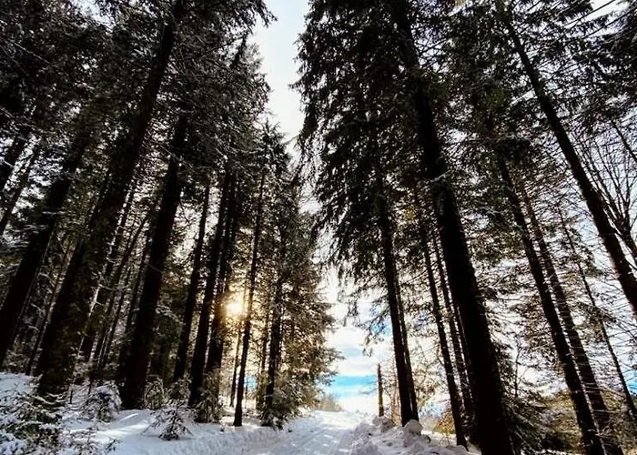 Vogelnescht19 Titisee-Neustadt